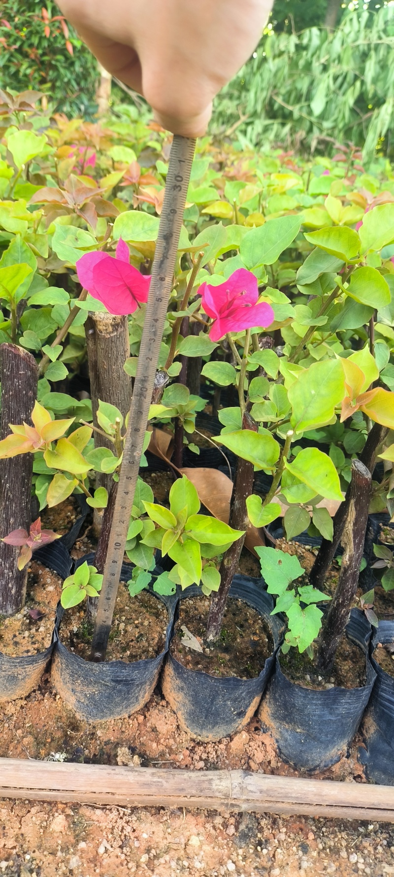 红花三角梅桩苗
