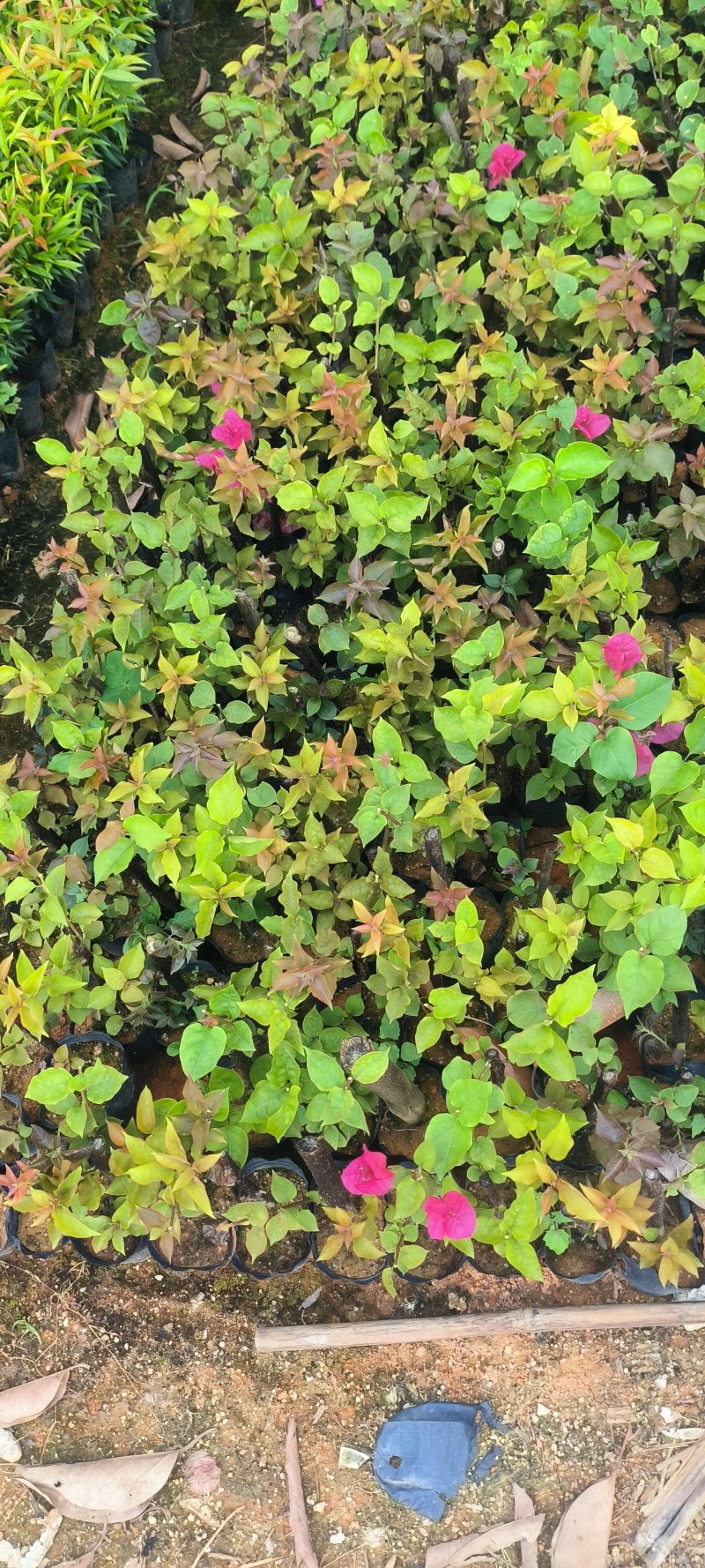 红花三角梅桩苗