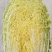 【黄心白菜】山东白菜/兰陵黄心白菜/价格便宜质量三包