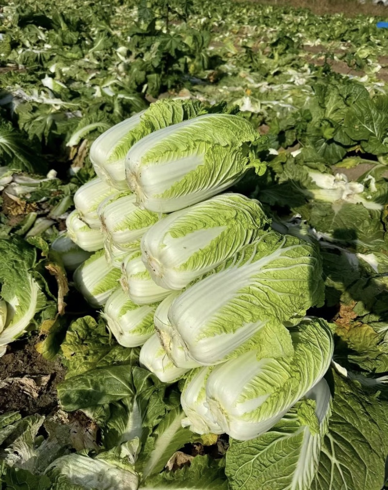 【黄心白菜】山东白菜/兰陵黄心白菜/价格便宜质量三包