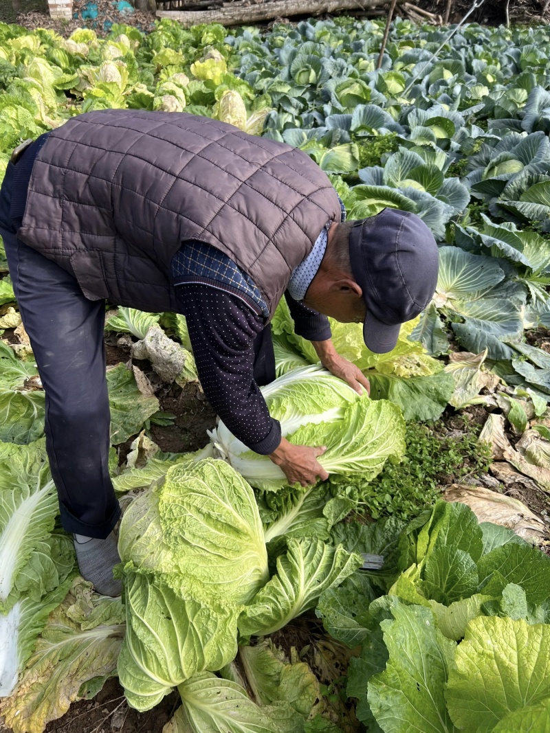 【黄心白菜】山东白菜/兰陵黄心白菜/价格便宜质量三包