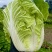 【黄心白菜】山东白菜/兰陵黄心白菜/价格便宜质量三包