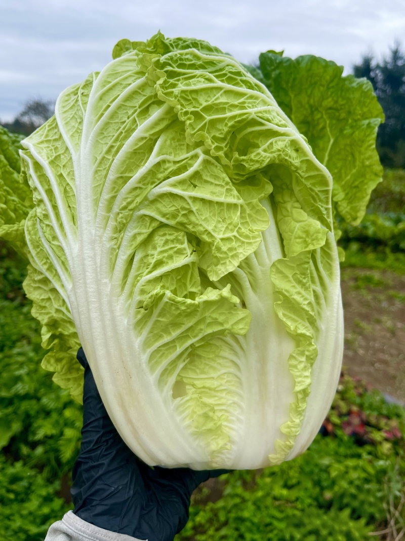 【黄心白菜】山东白菜/兰陵黄心白菜/价格便宜质量三包