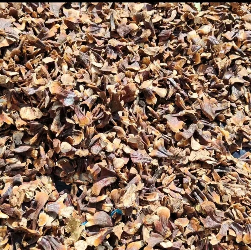 山东灵芝金边灵芝金边小灵芝大量供应欢迎来电咨