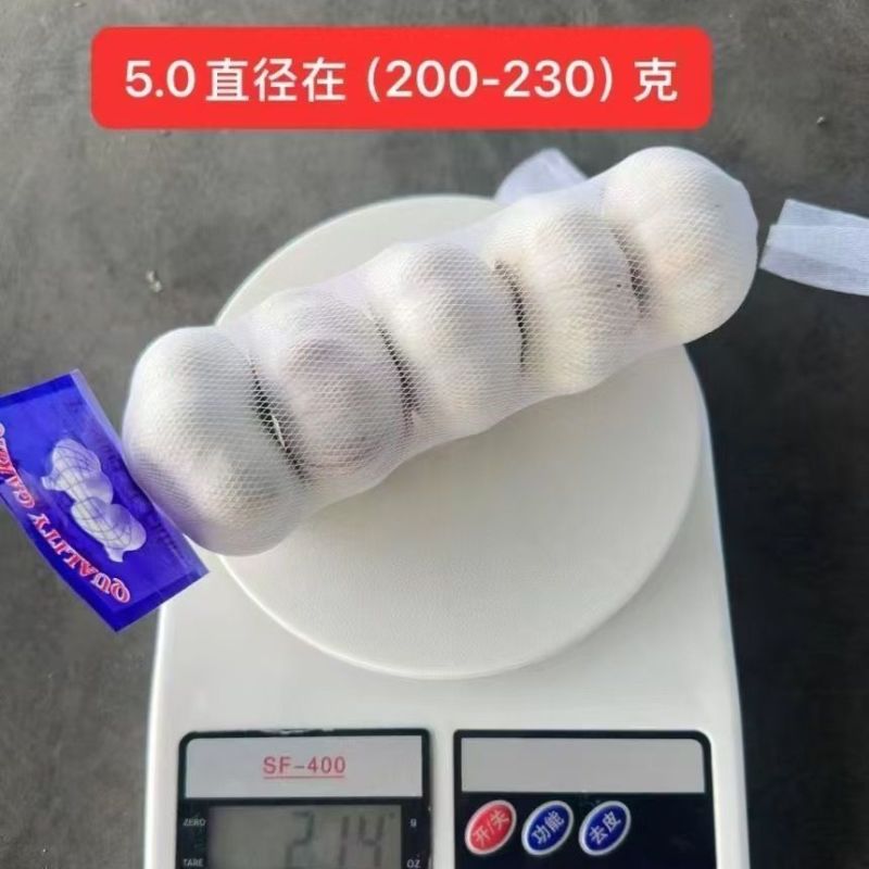江苏邳州净蒜精品分级蒜基地直发对接商超团购电商一条龙