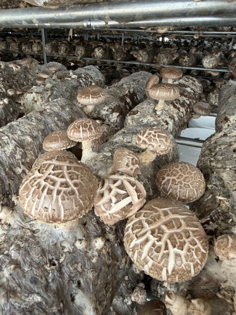 新鲜香菇