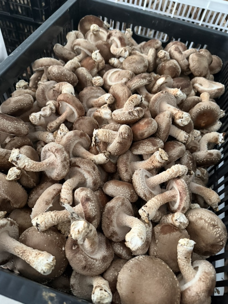 新鲜香菇