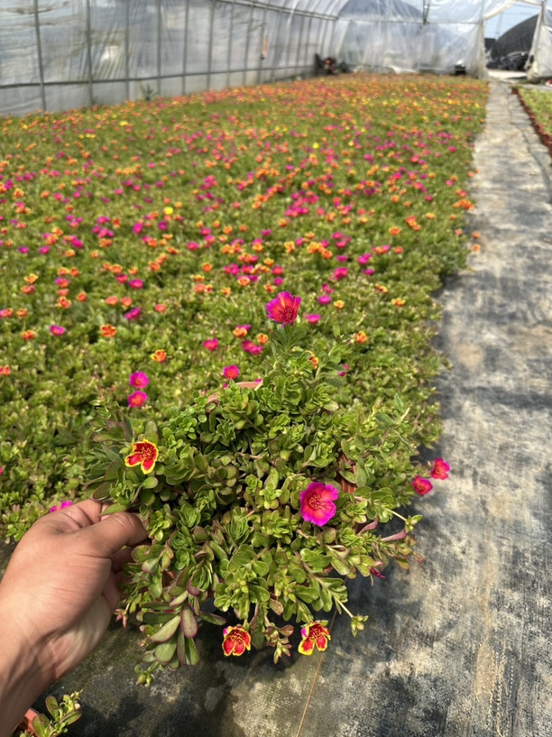 190进口太阳花大量有货现拍照片精品货