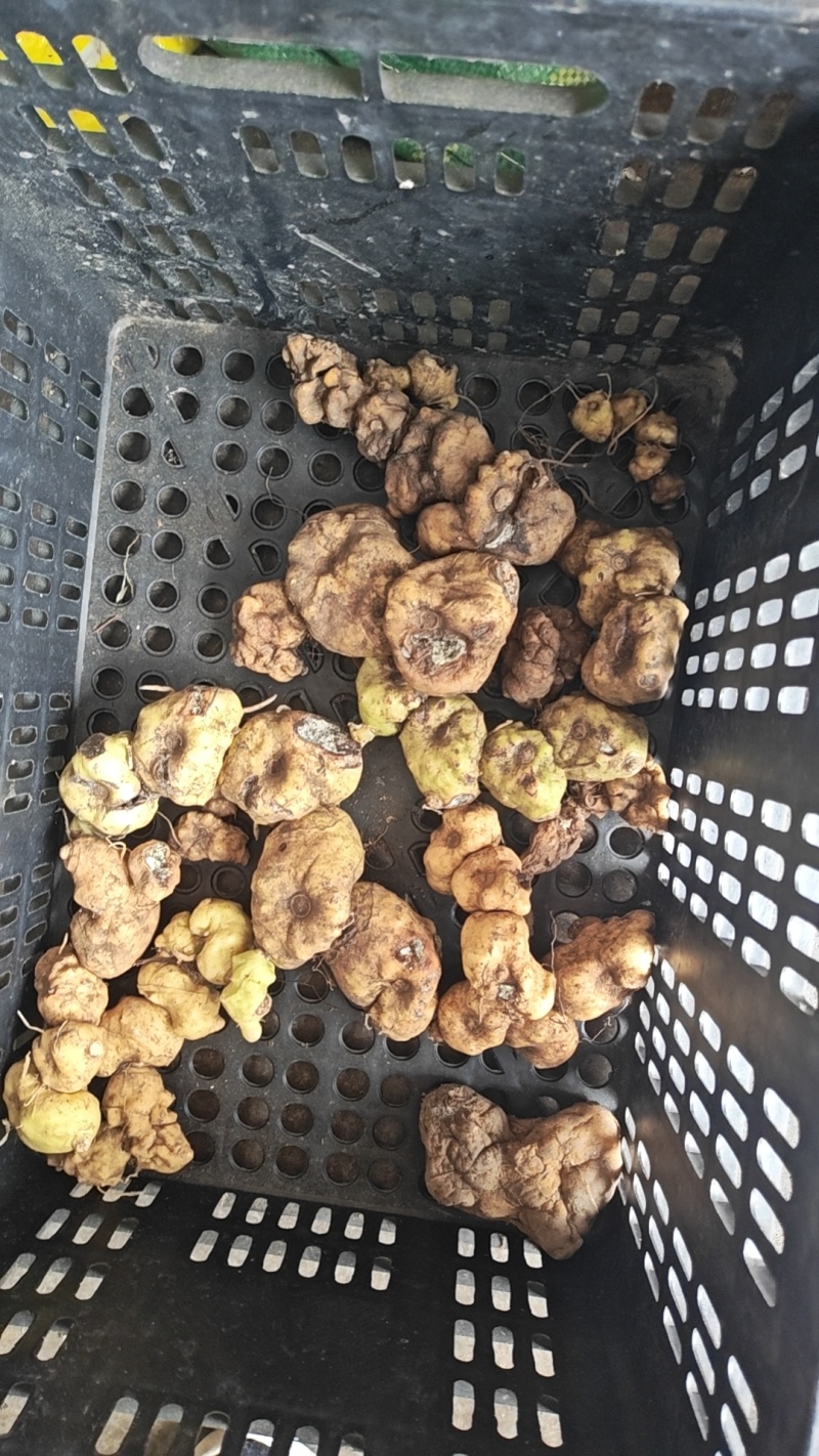 野生鲜货黄精