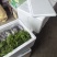 三叶青果苗（块茎苗）