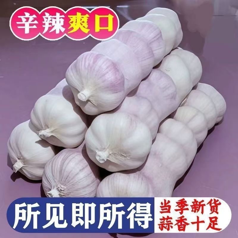 精选紫皮大蒜净蒜基地直发对接全国一条龙服务量大从优