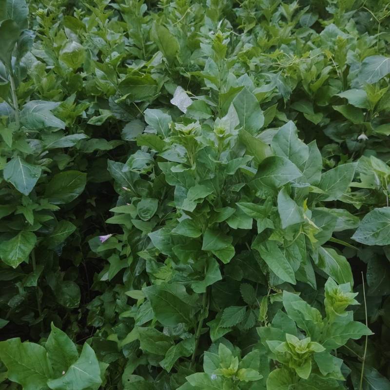 大叶枸杞苗食用枸杞芽苗