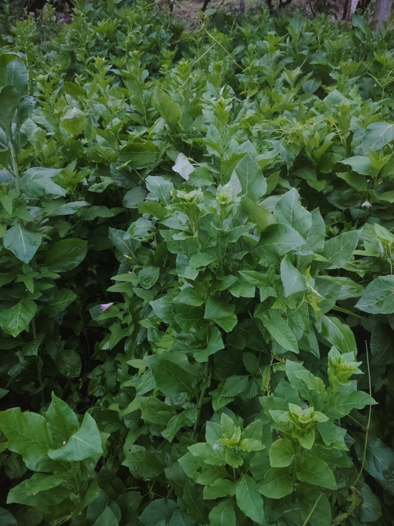 大叶枸杞苗食用枸杞芽苗