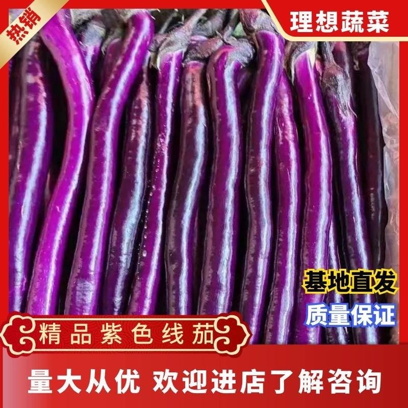 【热卖中】兰陵线茄紫皮线茄大量上市保质保量价格优惠