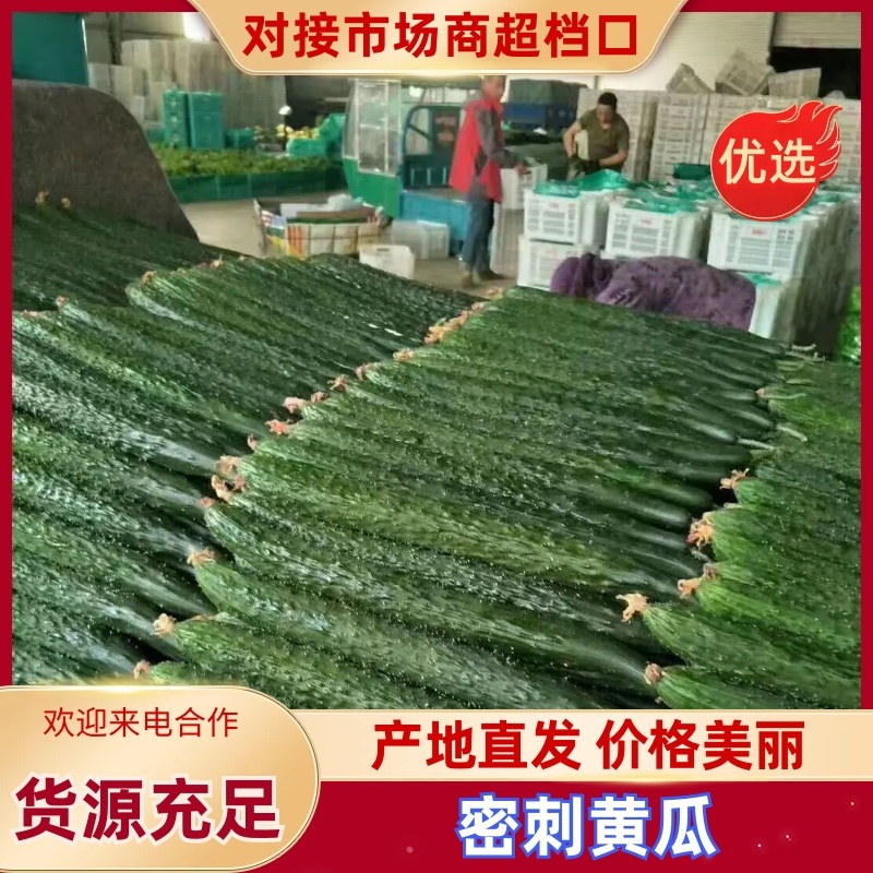 【好评超多】山东黄瓜密刺黄瓜大量上市保质保量价格优惠