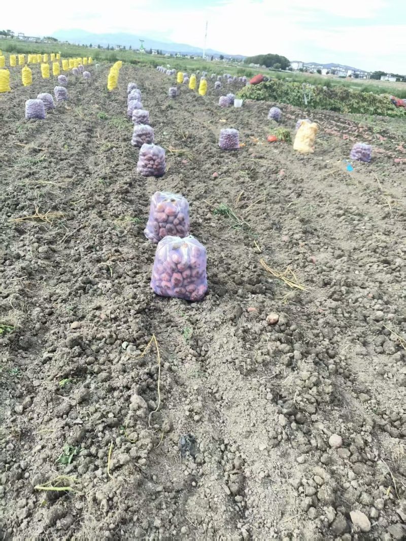 【七彩土豆】云南土豆/云南七彩土豆/产地直发质量三包