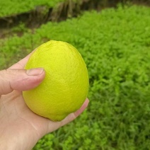 安岳青柠檬酸爽多汁果香浓郁产地现摘新鲜直发