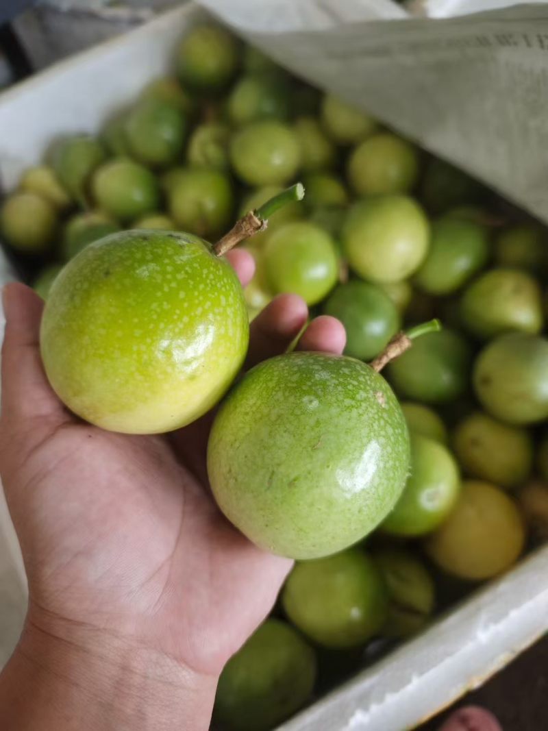 广东钦蜜九号百香果纯甜味统果大量现货供应对接所有渠道发货