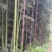手工包粽子叶笋壳粽叶，班竹笋壳叶