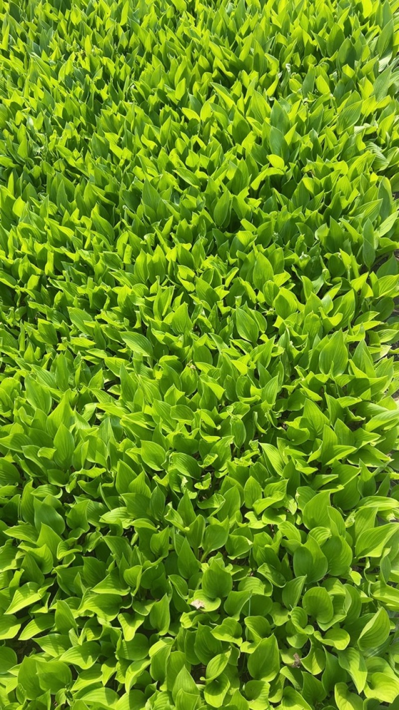 紫玉簪，喜阴植物，耐寒耐寒，多年生花卉