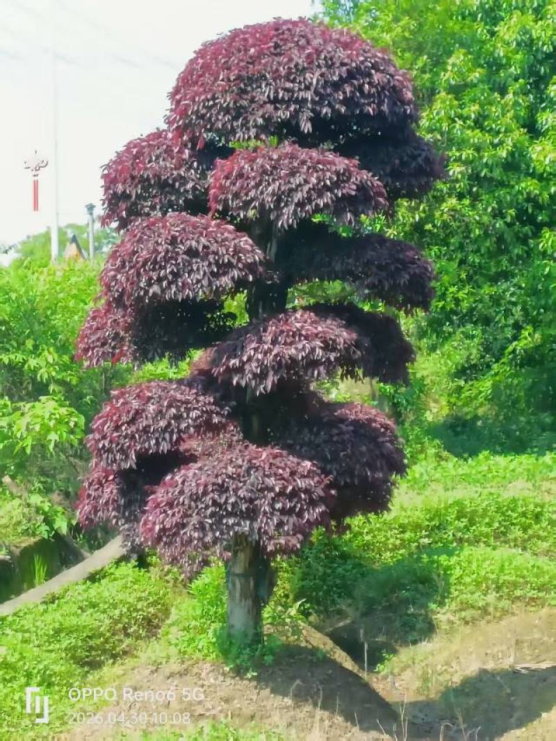 造型红继木老桩