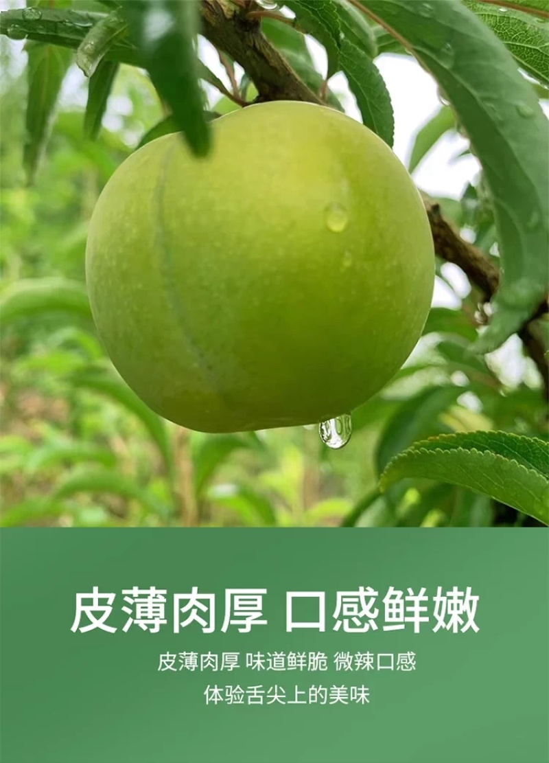 正宗蜂糖李