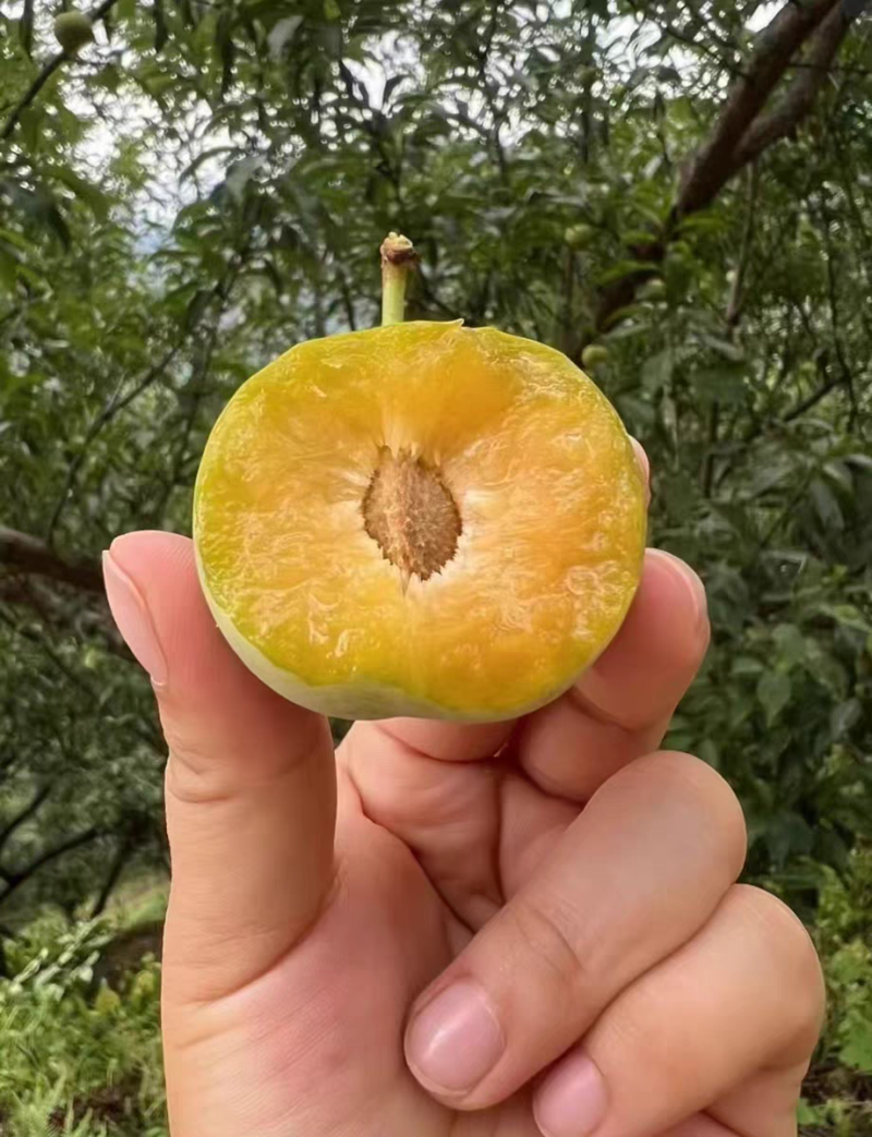 正宗蜂糖李