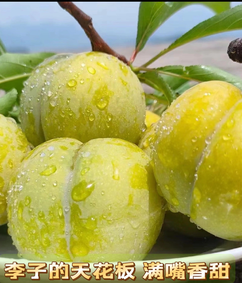 正宗蜂糖李