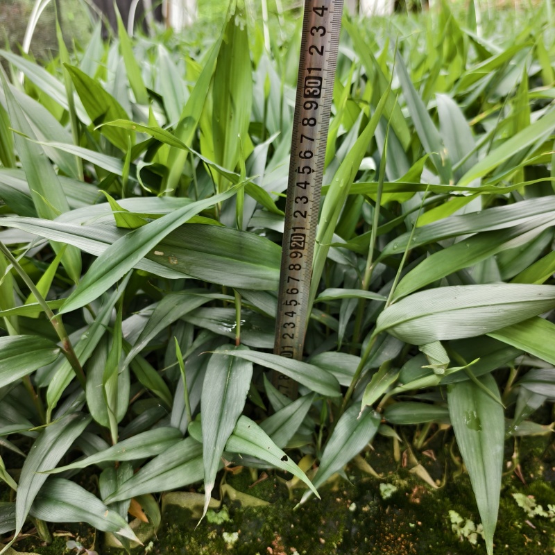 红头益智仁苗杯苗广西钦州灵山基地直销可