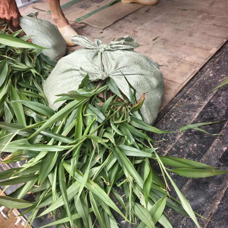 红头益智仁苗杯苗广西钦州灵山基地直销可