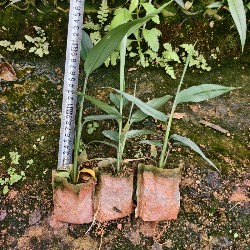 红头益智仁苗杯苗广西钦州灵山基地直销可