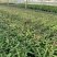 180#千日红物美价廉，基地直发，保质保量