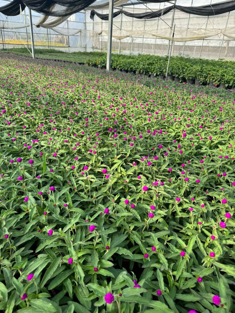180#千日红物美价廉，基地直发，保质保量