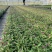 180#千日红物美价廉，基地直发，保质保量