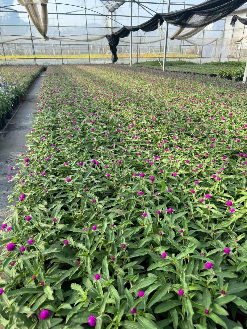 180#千日红物美价廉，基地直发，保质保量