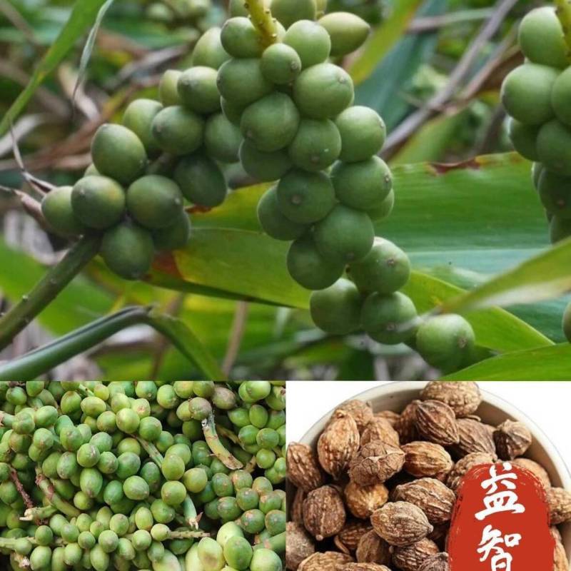 益智苗新鲜益智仁种苗带土带叶鲜活中药材苗良种益智子种苗包
