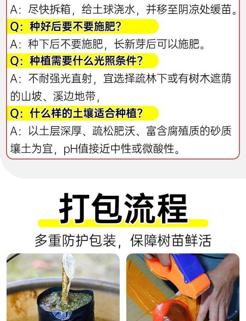 益智苗新鲜益智仁种苗带土带叶鲜活中药材苗良种益智子种苗包