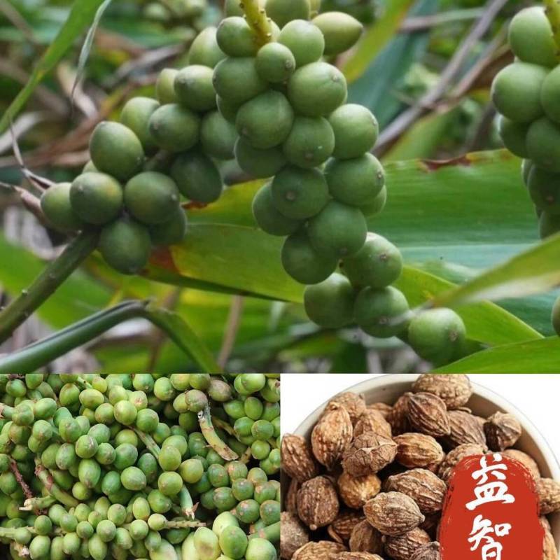 益智苗新鲜益智仁种苗带土带叶鲜活中药材苗良种益智子种苗包