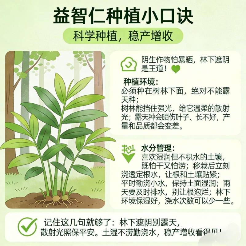 益智苗新鲜益智仁种苗带土带叶鲜活中药材苗良种益智子种苗包