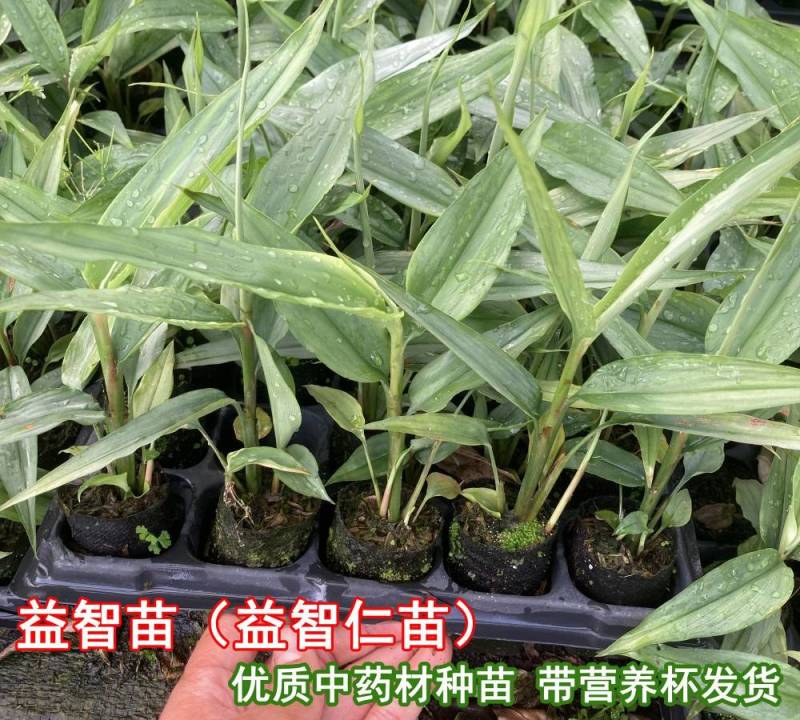 益智苗新鲜益智仁种苗带土带叶鲜活中药材苗良种益智子种苗包