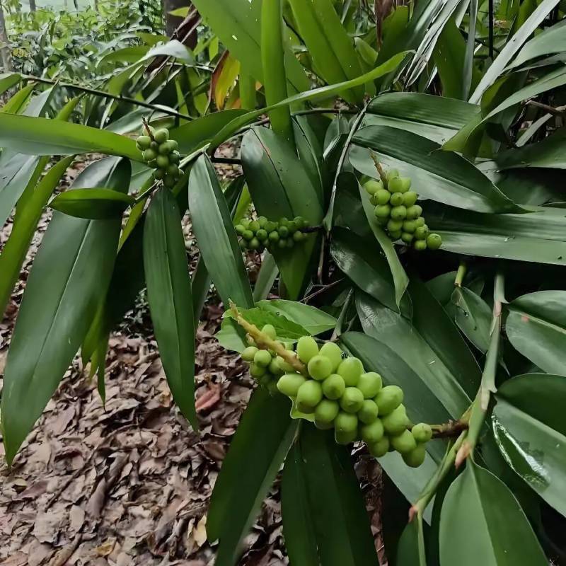 益智苗新鲜益智仁种苗带土带叶鲜活中药材苗良种益智子种苗包
