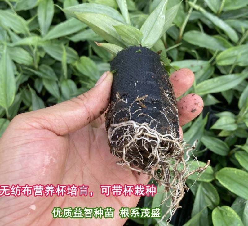 益智苗新鲜益智仁种苗带土带叶鲜活中药材苗良种益智子种苗包