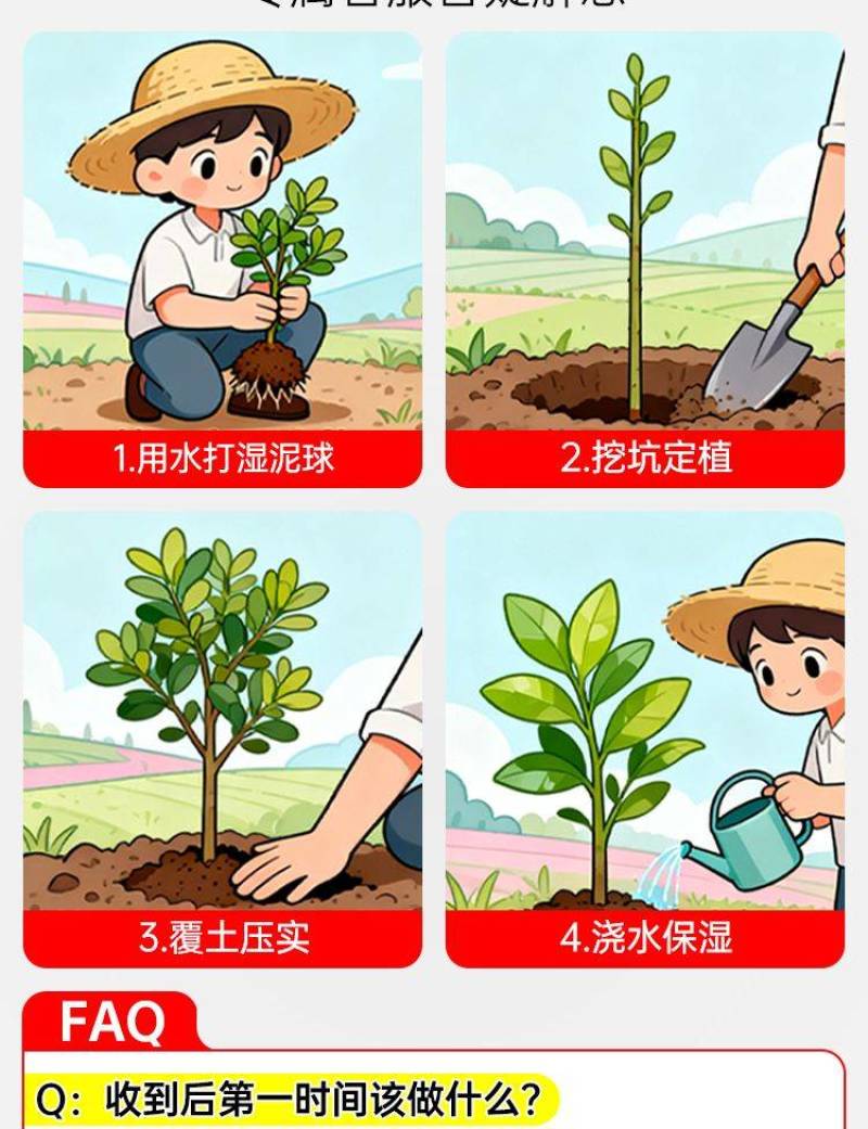 益智苗新鲜益智仁种苗带土带叶鲜活中药材苗良种益智子种苗包