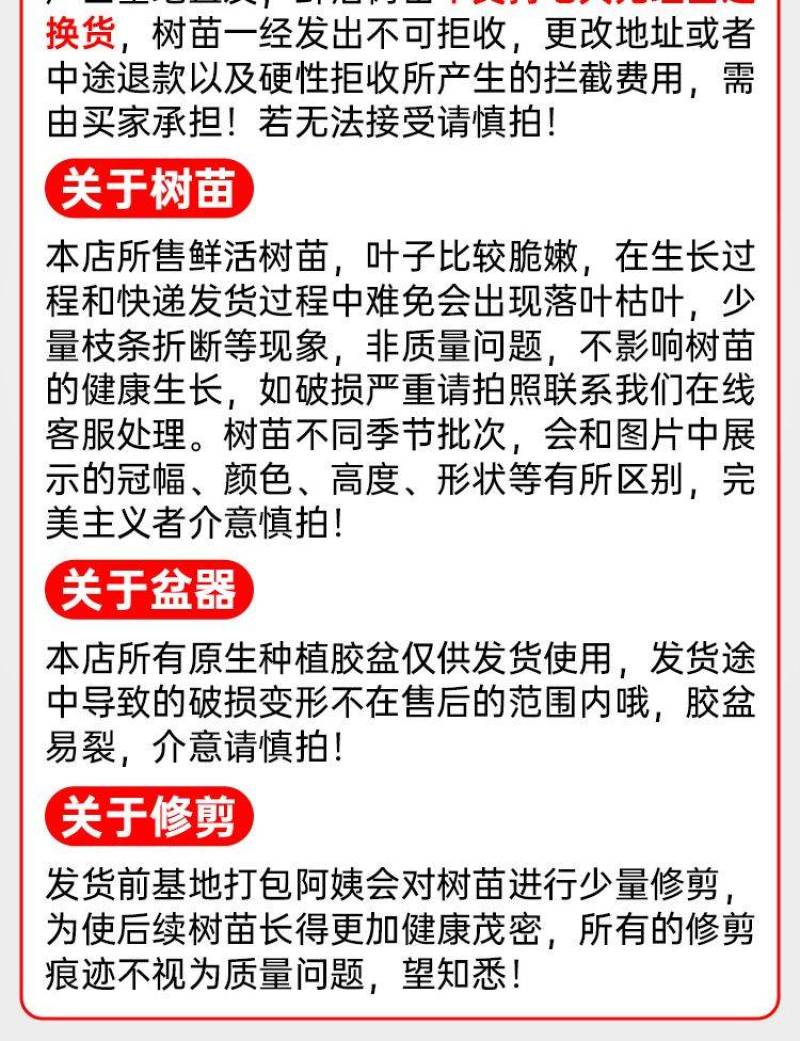 益智苗新鲜益智仁种苗带土带叶鲜活中药材苗良种益智子种苗包