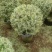 花叶女贞80--1米