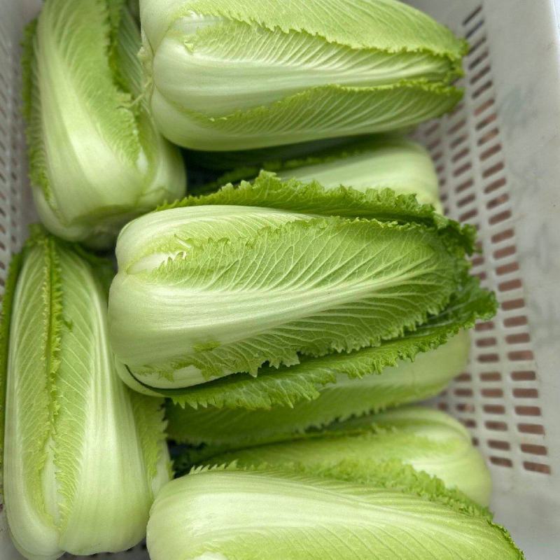 龙牙菜，常年有货，关系抢购