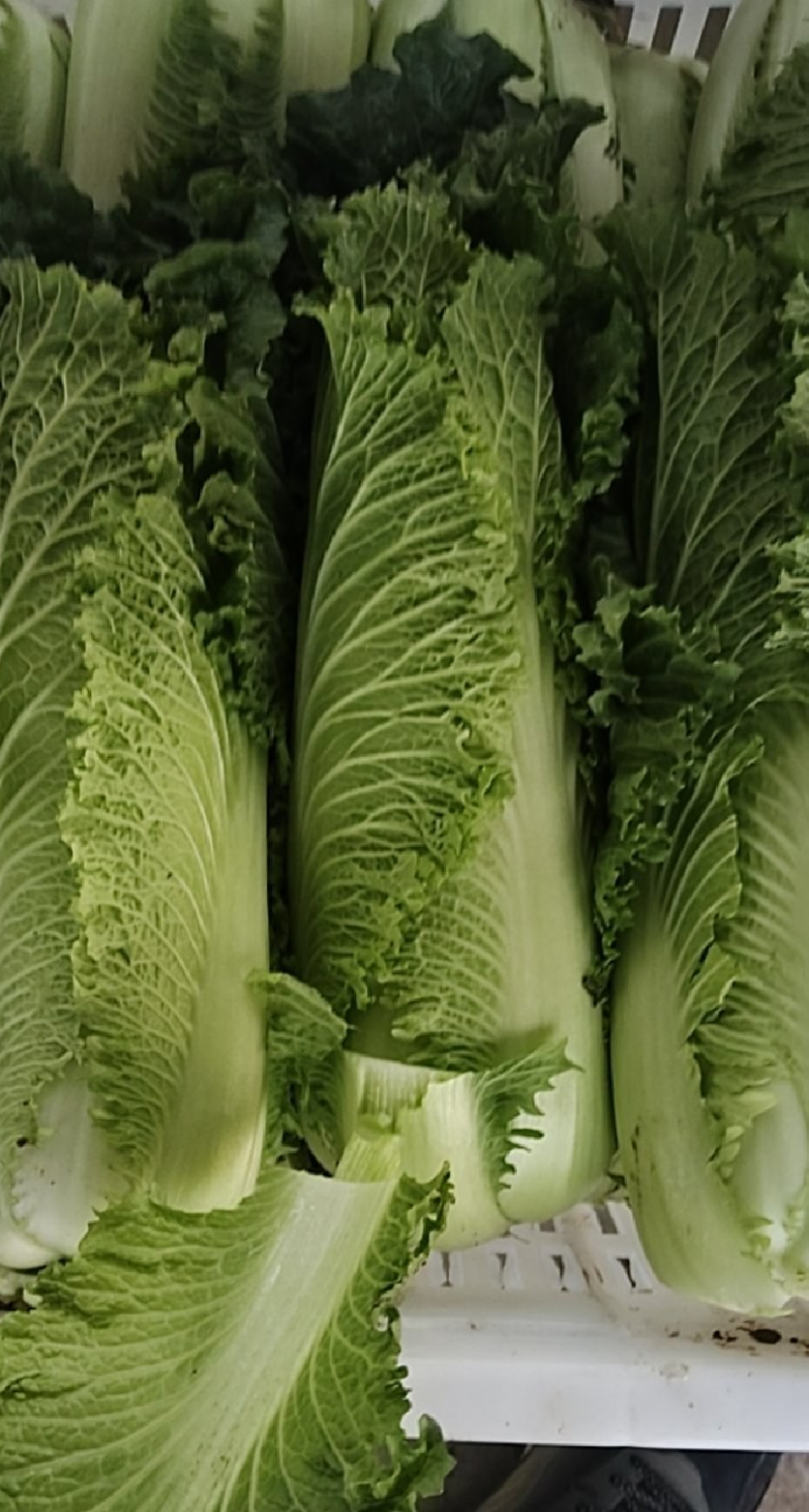 龙牙菜，常年有货，关系抢购