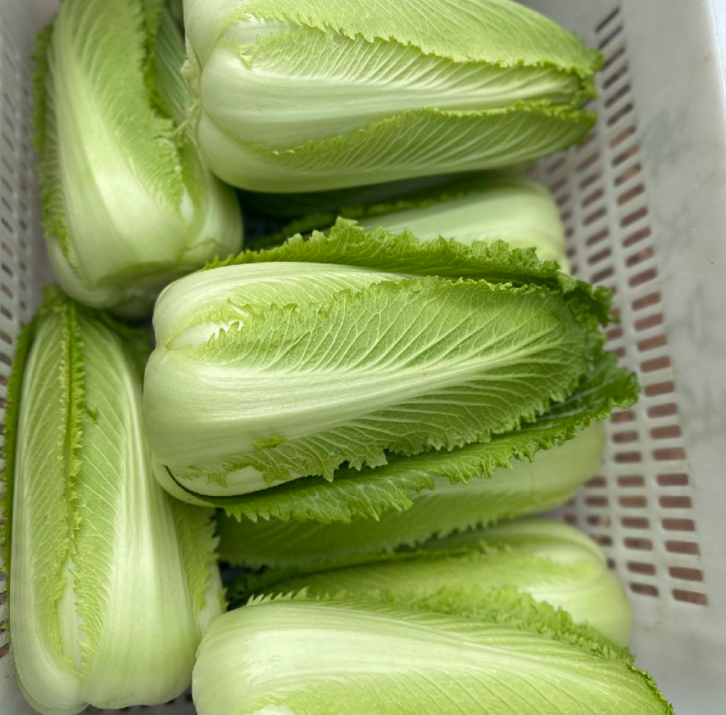 龙牙菜，常年有货，关系抢购