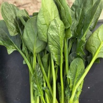 菠菜，常年有货，欢迎抢购