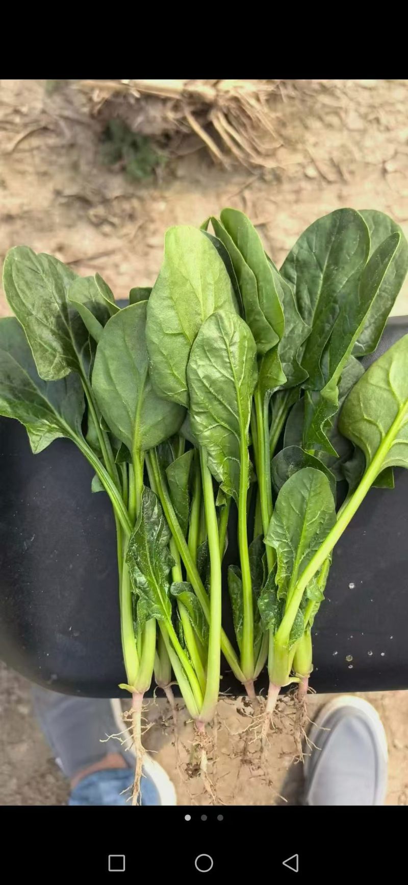 菠菜，常年有货，欢迎抢购